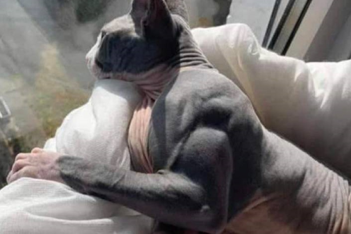 gatto muscoloso