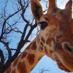 morta giraffa più vecchia al mondo