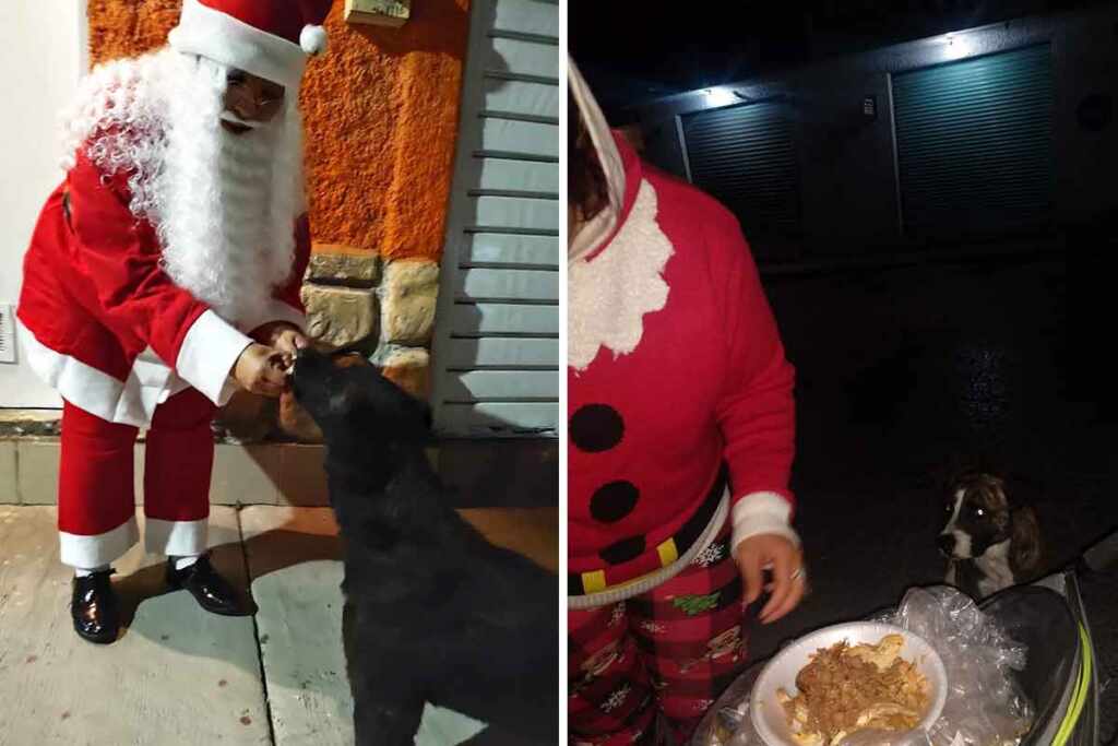cena di Natale ai cani randagi
