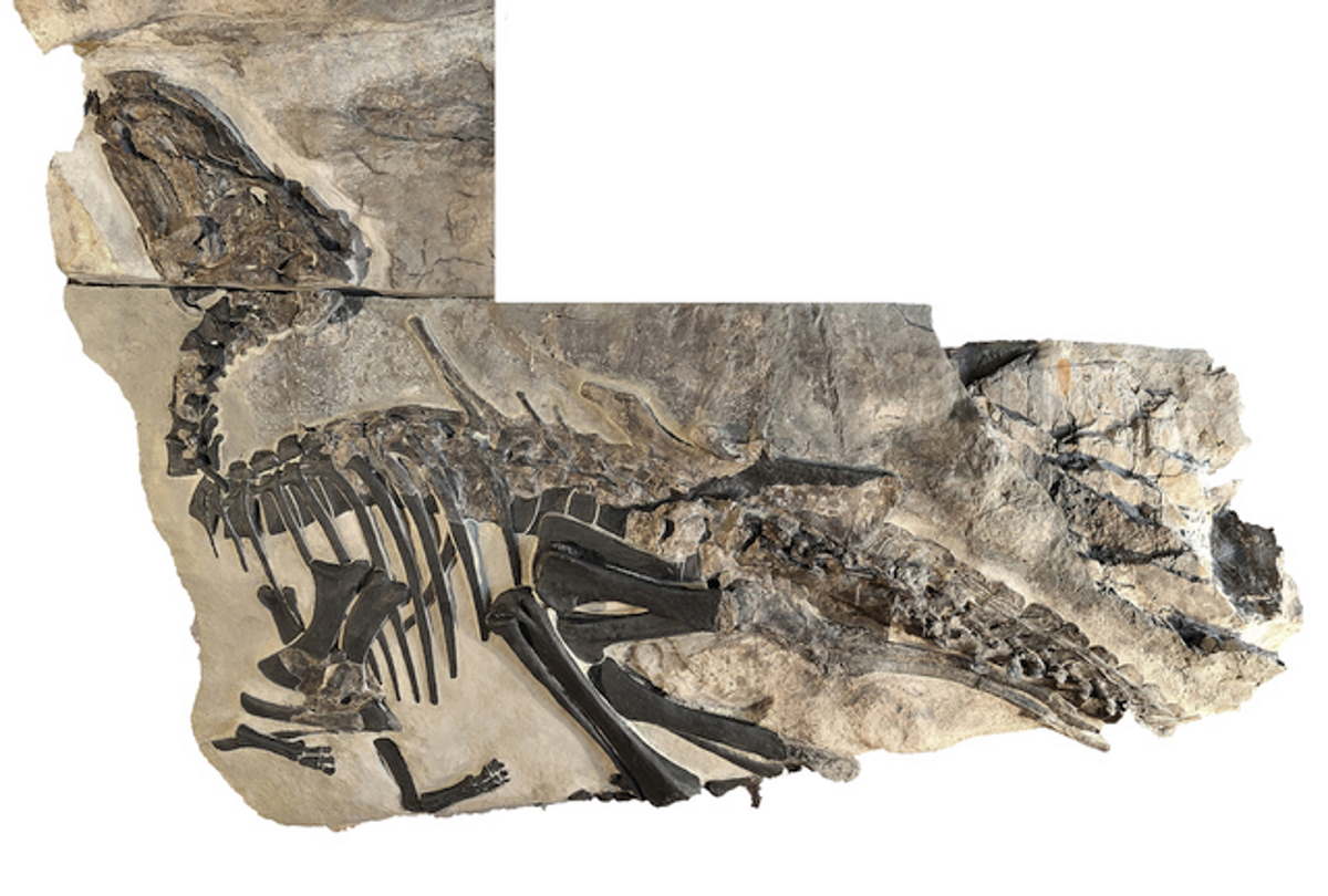 scheletro bruno dinosauro
