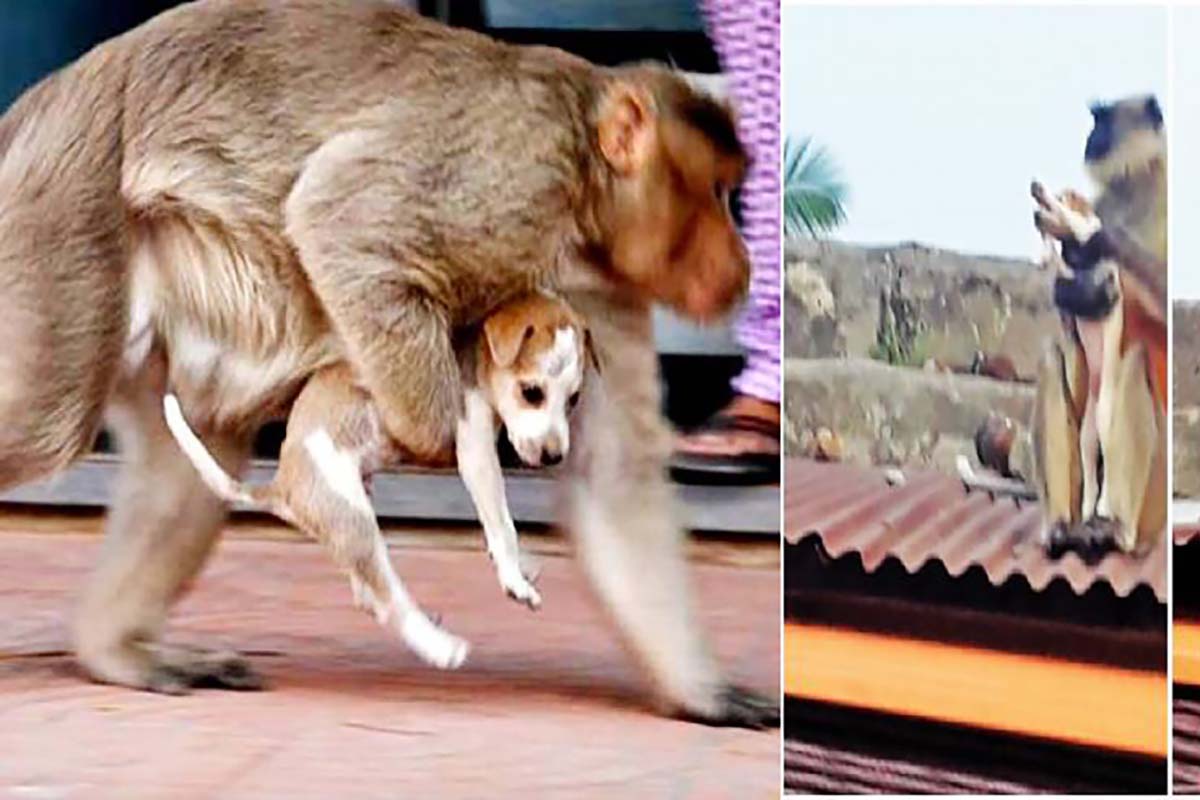 scimmie contro cani india