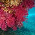 corallo mediterraneo