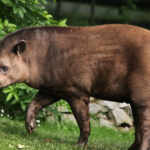 tapiro terrestre