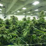 cannabis coltivazione
