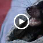diavolo tasmania cucciolo salvato