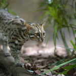 gatto leopardo