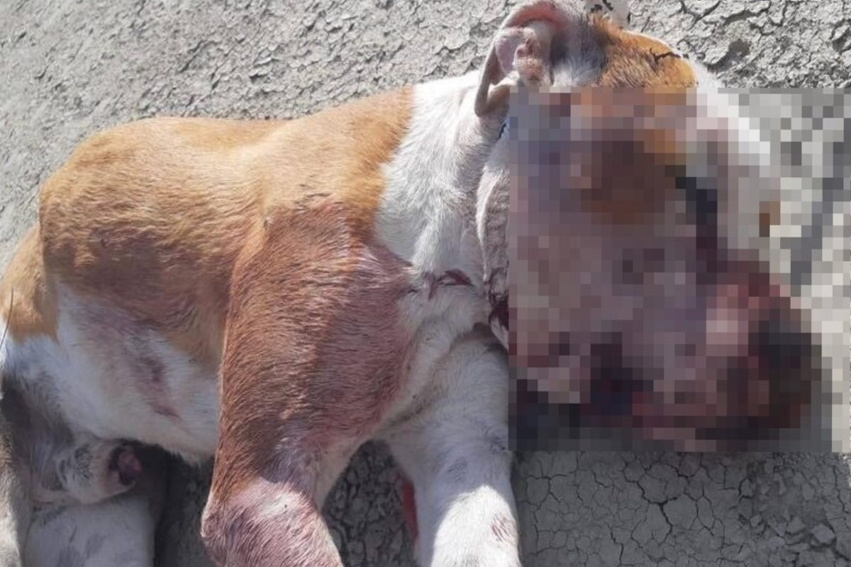 Orrore a Crotone: Pitbull picchiato fino alla morte e gettato nel fiume  Esaro - greenMe