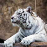 tigre bengala_lista rossa
