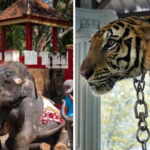 zoo thailandia chiuso