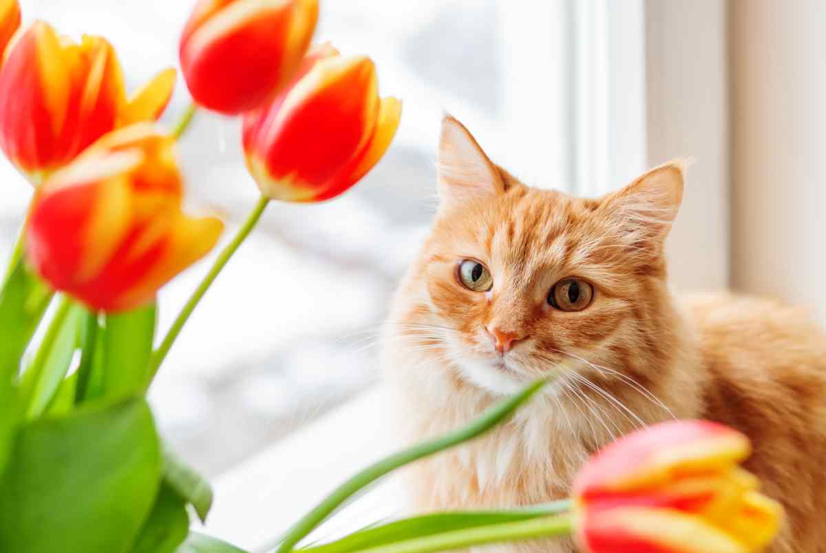 I tulipani sono tossici per i gatti? - greenMe