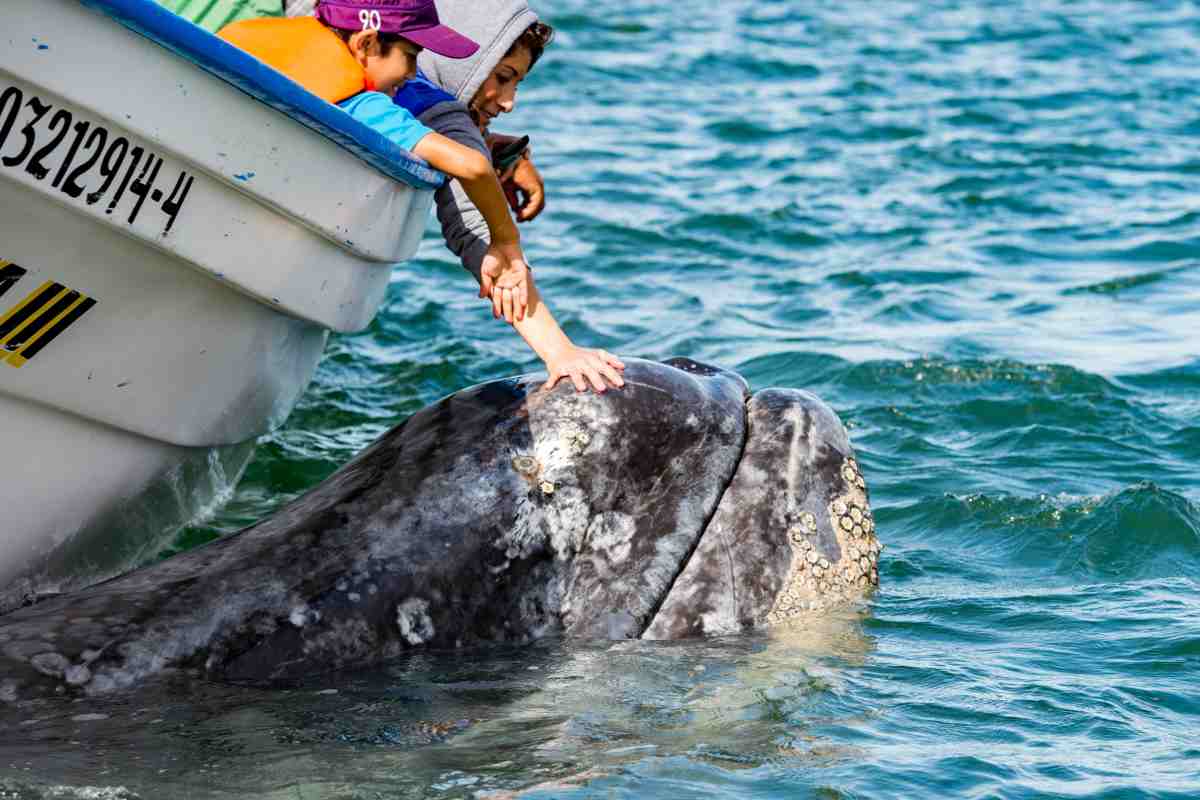 balena grigia Messico