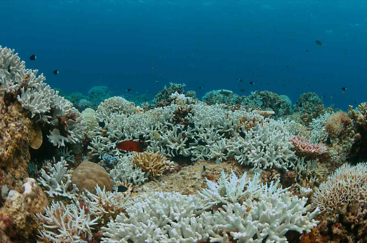 sbiancamento coralli