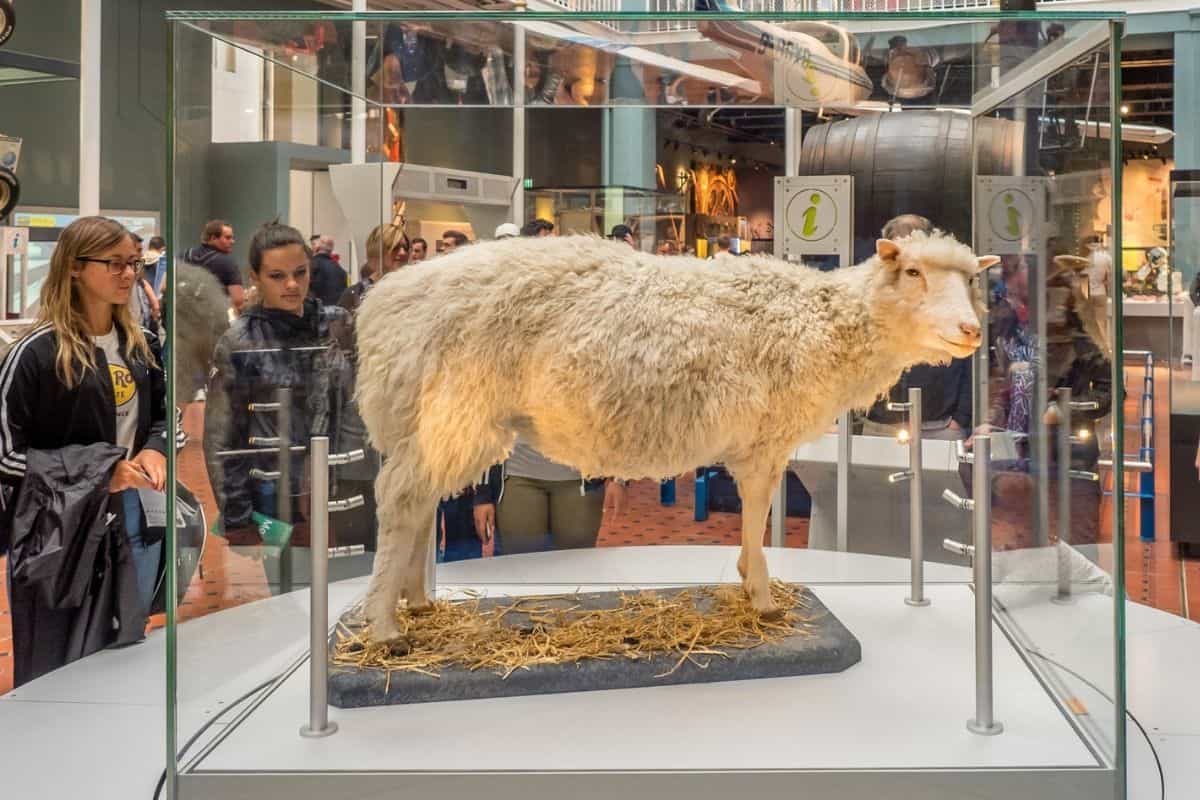 Dolly nel Museo nazionale di Scozia