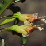 Eremophila galeata pianta australiana