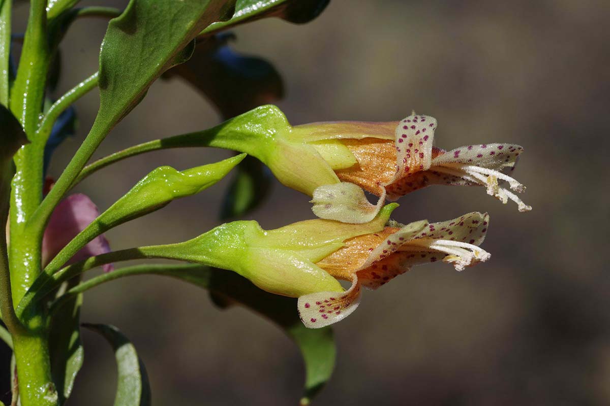 Eremophila galeata pianta australiana