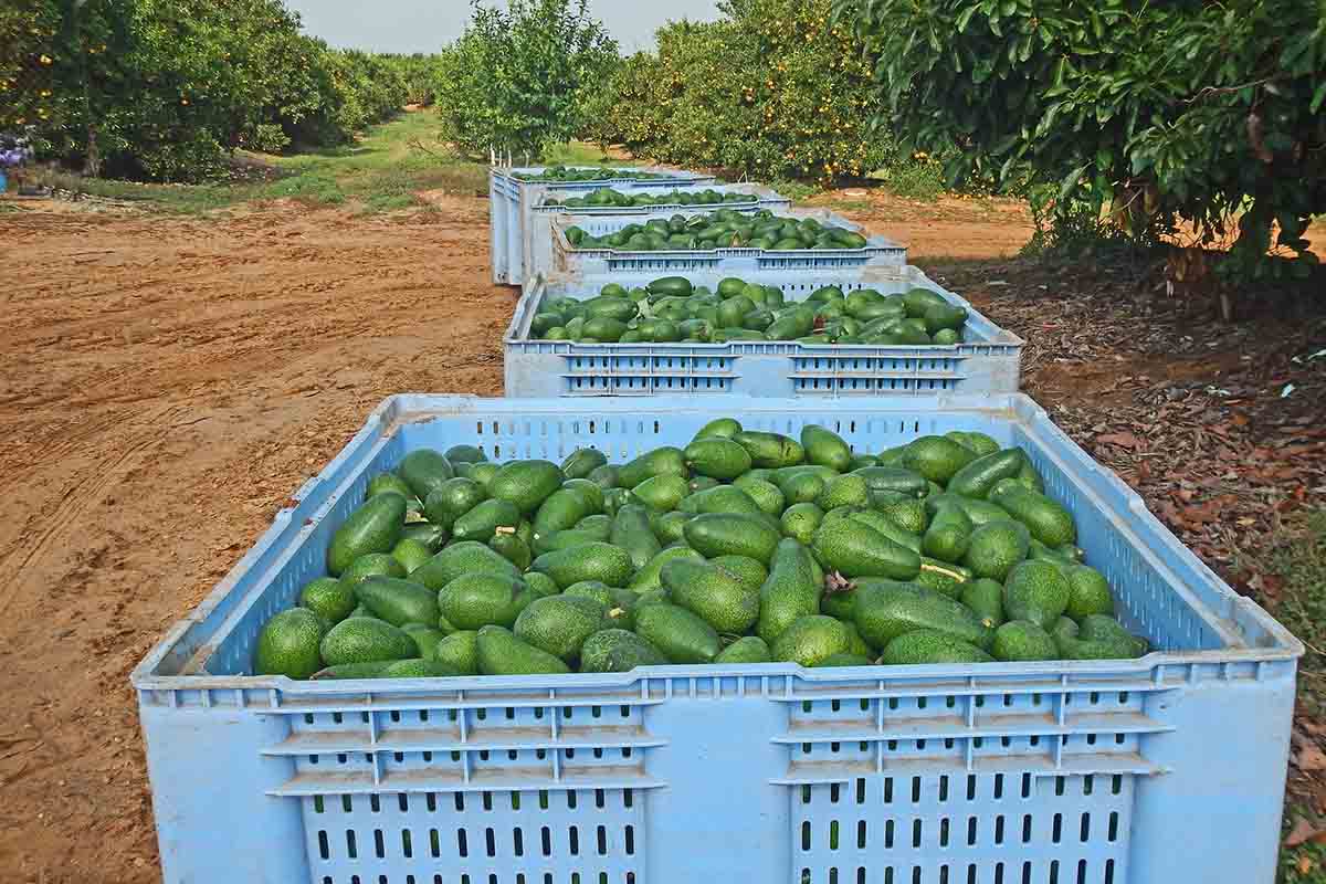avocado piantagione raccolta