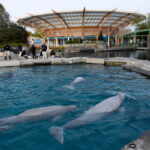 beluga mystic acquarium