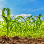 bioetanolo da mais inquina più del gas
