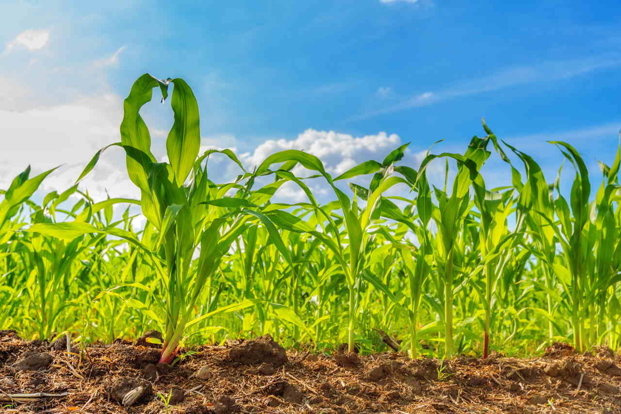 bioetanolo da mais inquina più del gas