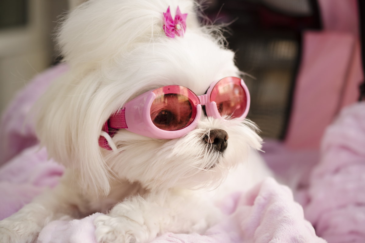 cane occhiali da sole