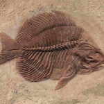 pesce fossile estinto