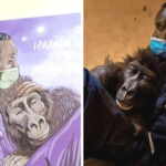 illustrazione gorilla ndakasi