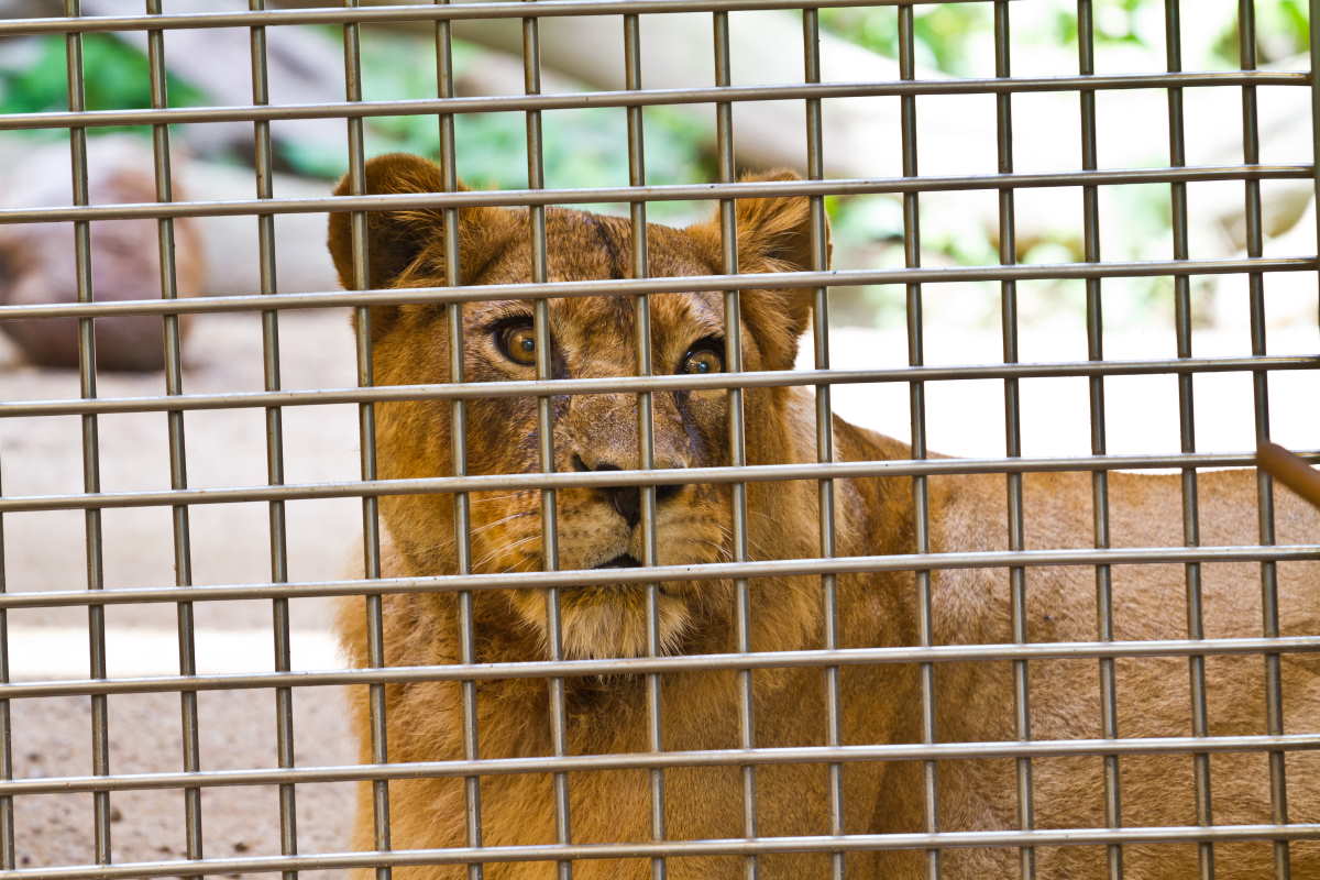 leonessa zoo