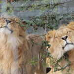leoni liberati zoo ucraina