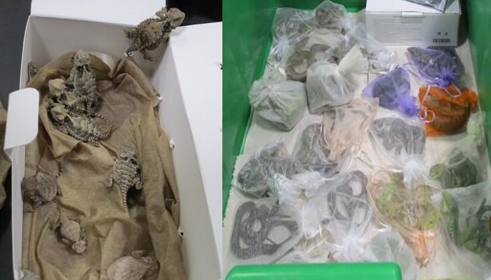 Contrabandista de animales esconde más de 50 reptiles vivos escondidos en ropa en la aduana