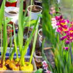 piantare gladioli