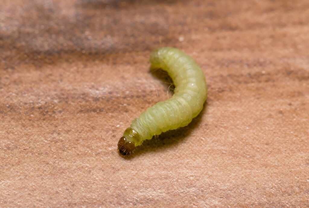 larva-tineola-bisseniella