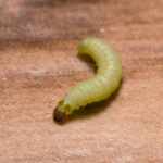 larva-tineola-bisseniella