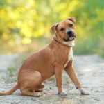 Amstaff American staffordshire terrier