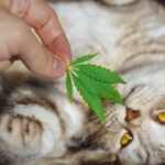 gatto cannabis animali
