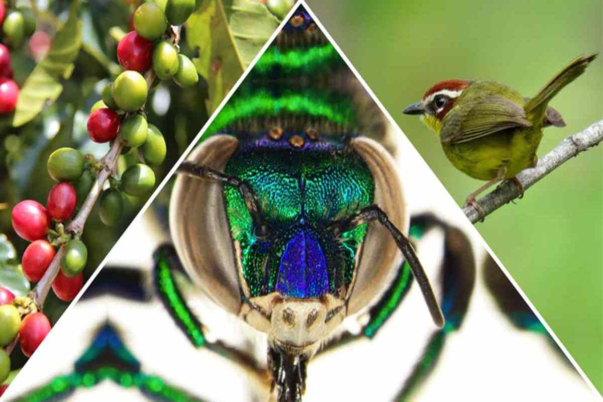 caffè e biodiversità