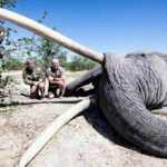 elefante Botswana