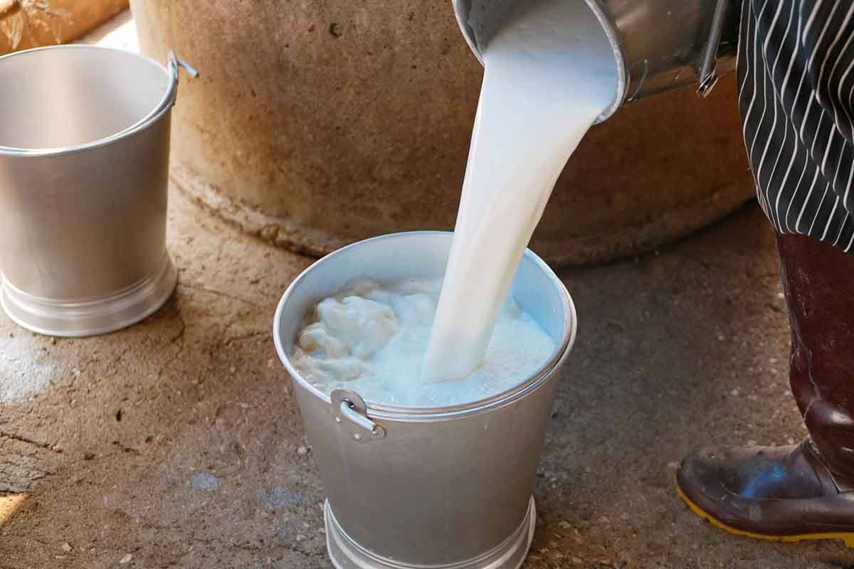 latte allevamento mucche