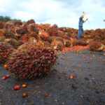 lavoratori olio di palma