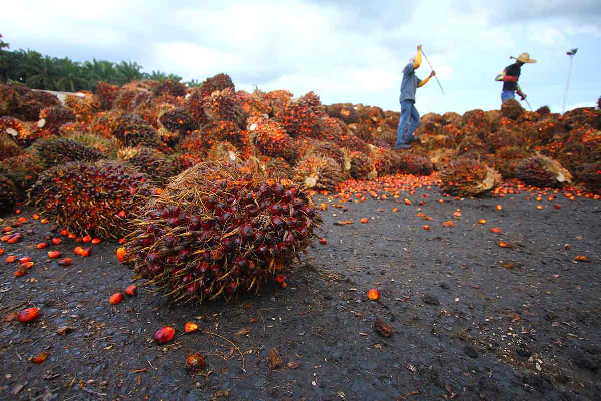 lavoratori olio di palma