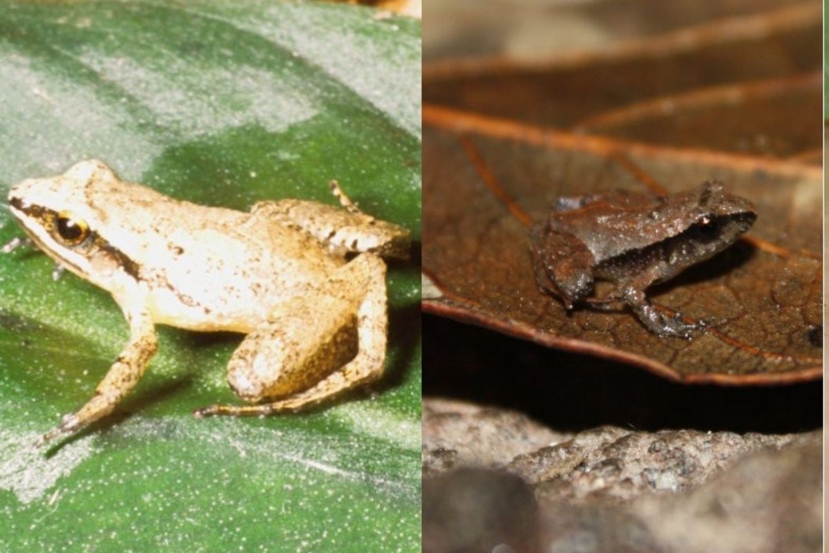 Seis nuevas especies de ranas halladas en México son las más pequeñas del mundo