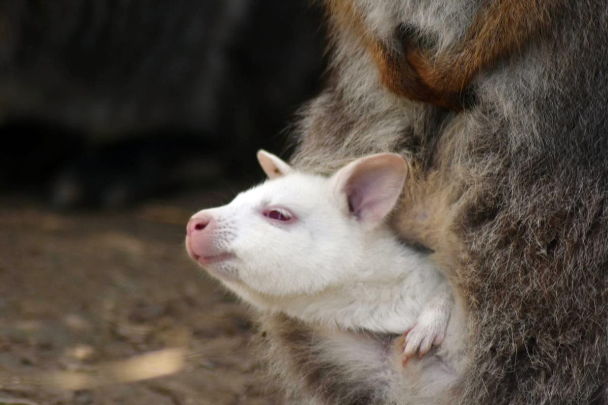 wallaby albino riccione