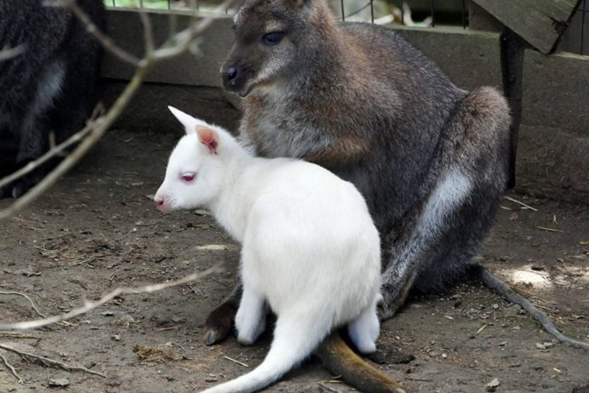 wallaby albino riccione