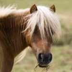 pony cavallino