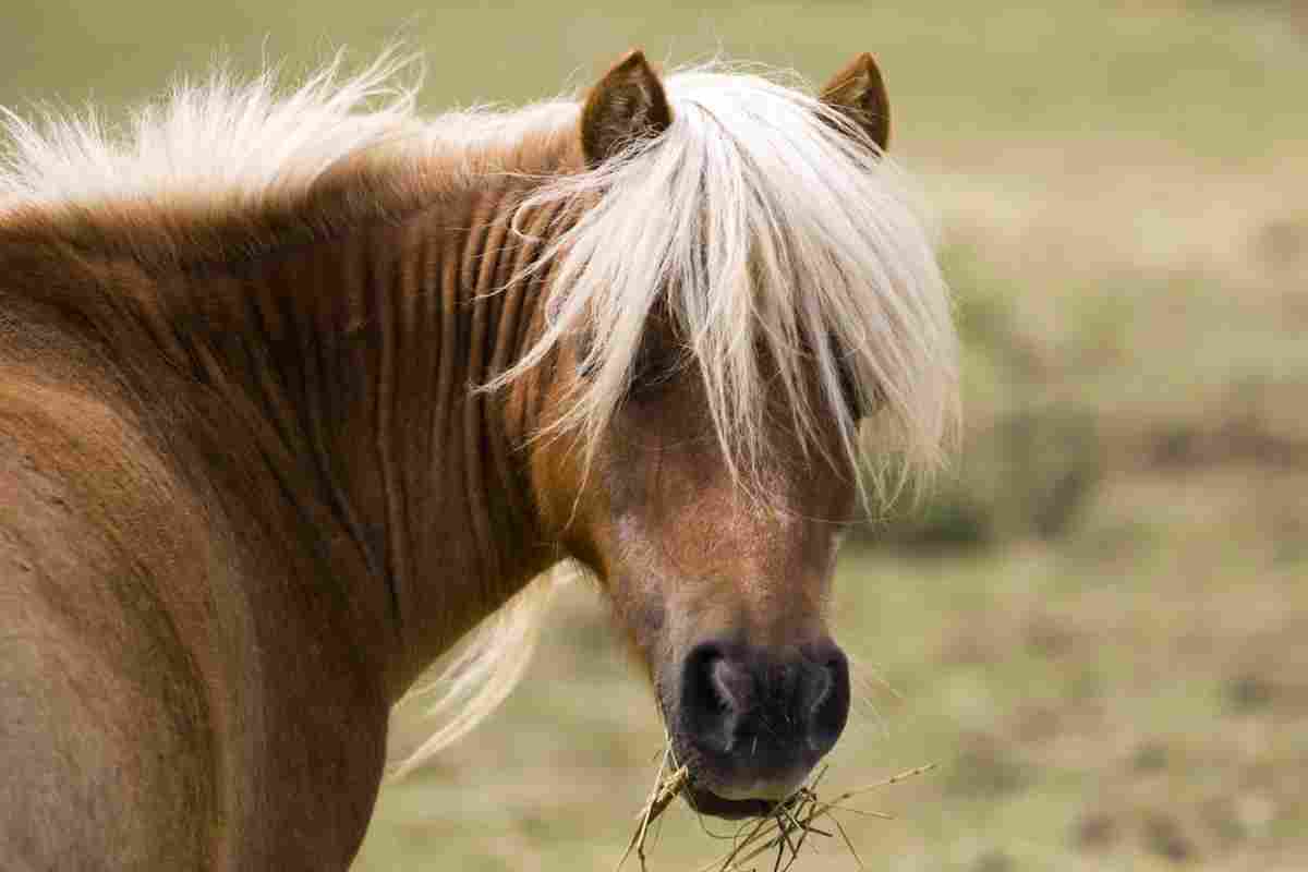 pony cavallino