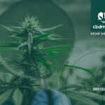 art cultura cannabis ecologica