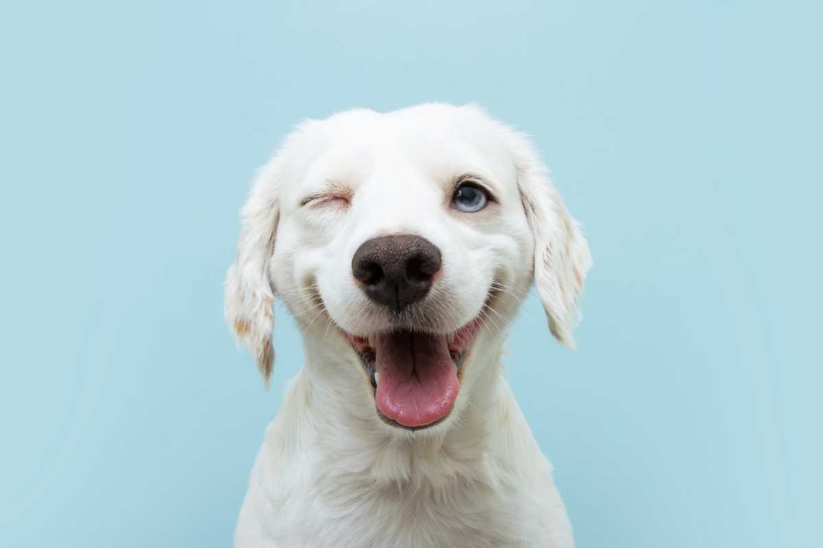 I cani sorridono davvero? Ecco cosa esprime il sorriso dei nostri amici a  quattro zampe - greenMe