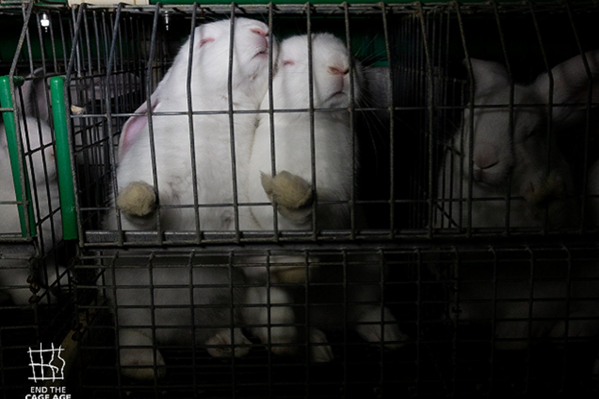 conigli in gabbia