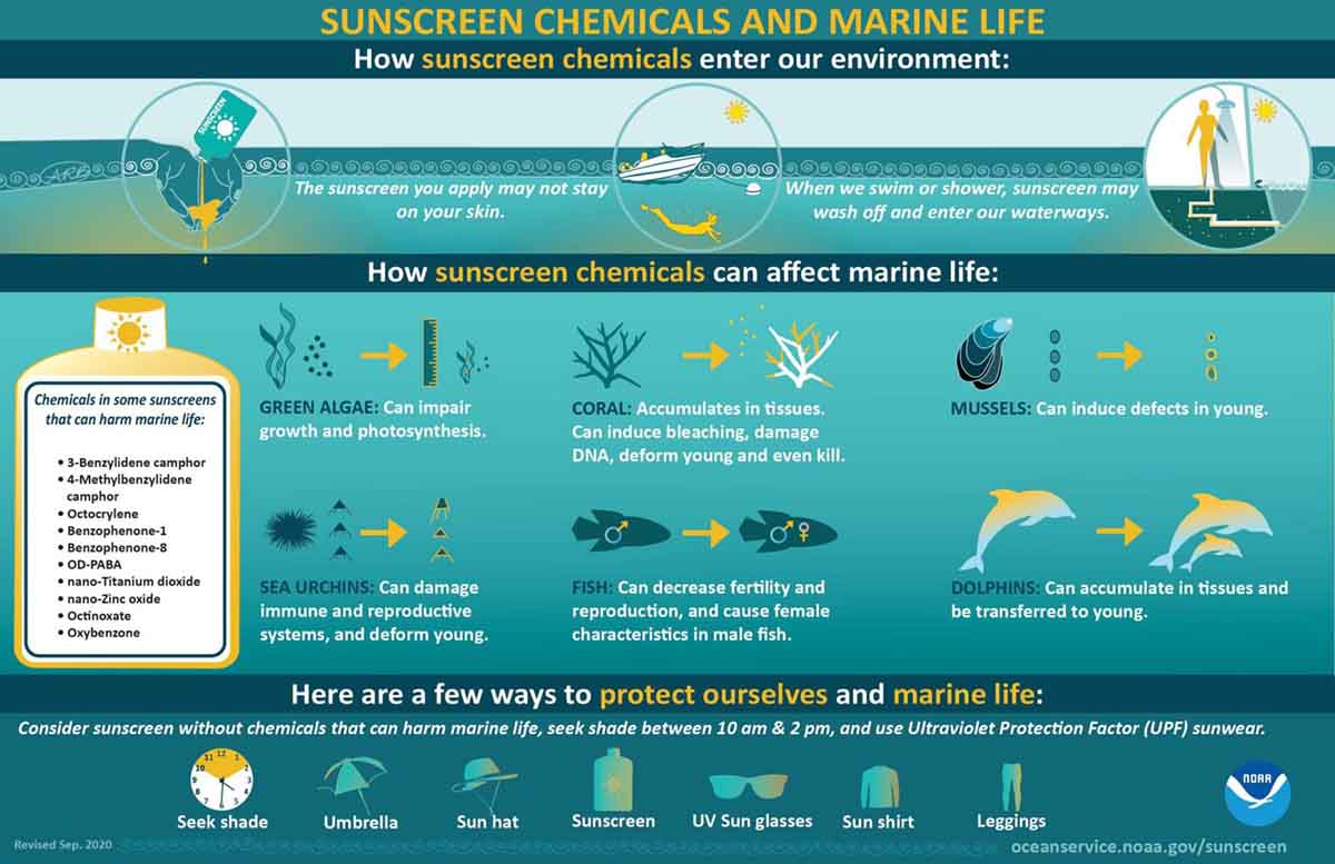 danni filtri solari ecosistema marino