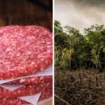 deforestazione carne