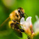 effetto microplastiche sulle api